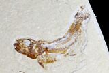Cretaceous Viper Fish (Prionolepis) - Fish In Stomach! #173361-4